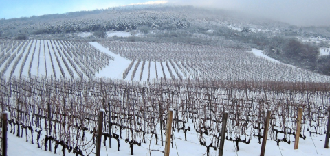 Il 31 ottobre il convegno organizzato dall’ADAF “L’influenza dei cambiamenti climatici nella gestione del vigneto: come preservare la qualità delle uve”